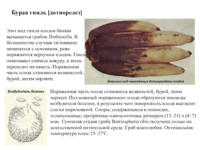 Бурая гниль [дотиорелез] Этот вид гнили плодов банана вызывается грибом Dothiorella. В