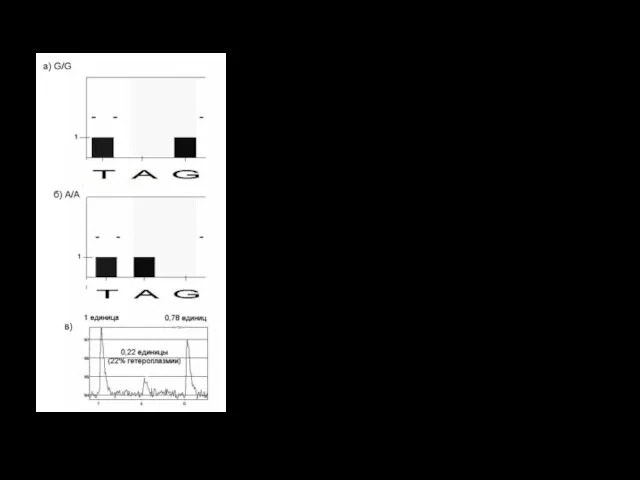 Пример: детекция мутации G→A а) теоретическая высота пиков нуклеотидов при гомоплазмии при