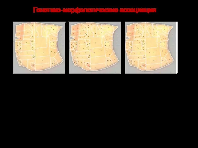 атеросклеротическая нагрузка суммарная мутационная нагрузка Коэффициент корреляции между атеросклеротической и мутационной нагрузкой