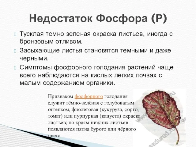 Тусклая темно-зеленая окраска листьев, иногда с бронзовым отливом. Засыхающие листья становятся темными