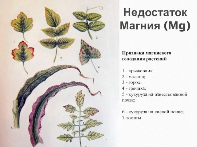 Признаки магниевого голодания растений 1 - крыжовник; 2 - малина; 3 -