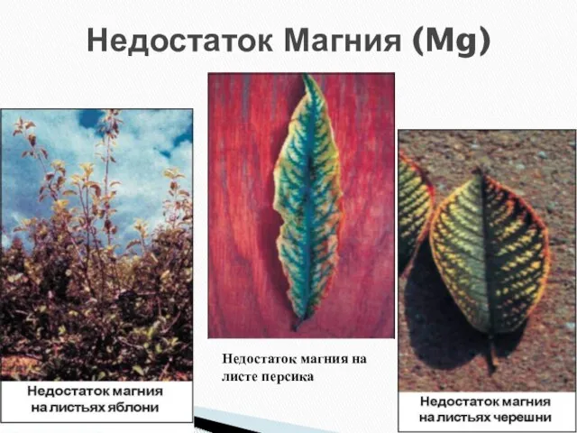 Недостаток Магния (Mg) Недостаток магния на листе персика