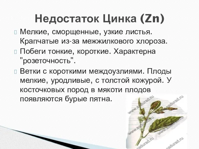 Мелкие, сморщенные, узкие листья. Крапчатые из-за межжилкового хлороза. Побеги тонкие, короткие. Характерна