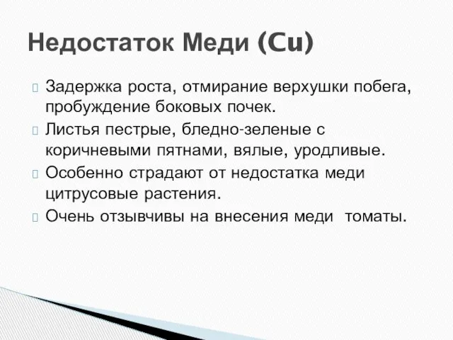 Задержка роста, отмирание верхушки побега, пробуждение боковых почек. Листья пестрые, бледно-зеленые с