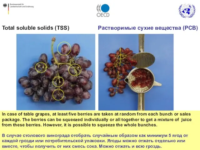 In case of table grapes, at least five berries are taken at