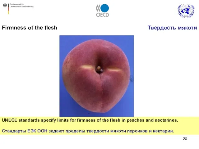 Firmness of the flesh UNECE standards specify limits for firmness of the