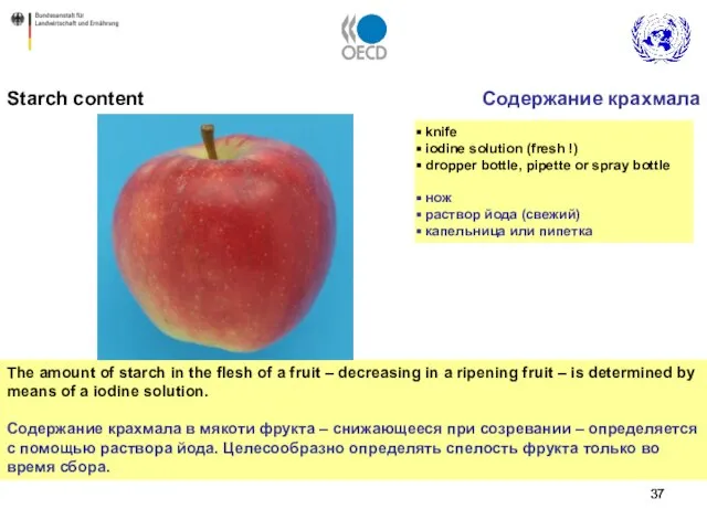 The amount of starch in the flesh of a fruit – decreasing