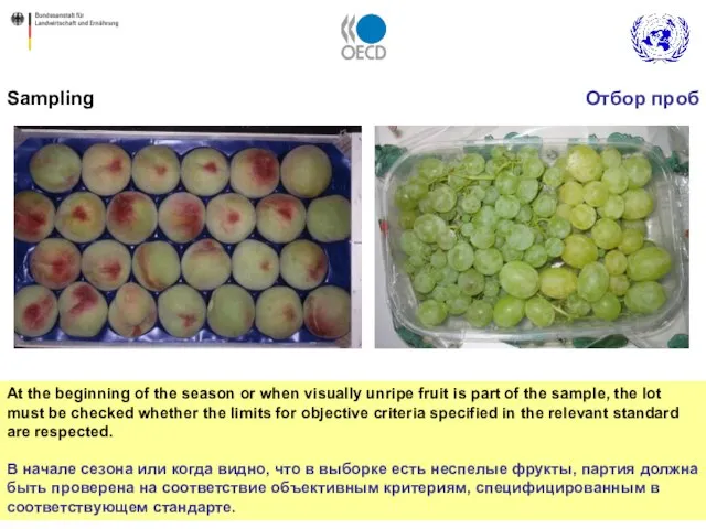 Sampling At the beginning of the season or when visually unripe fruit