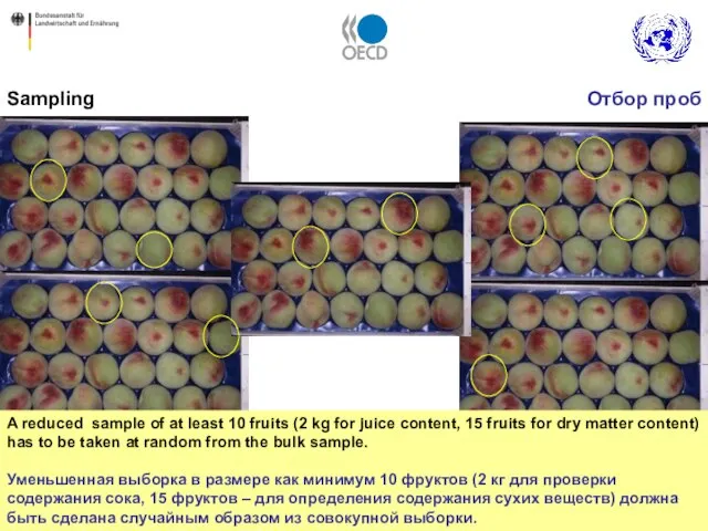 Sampling A reduced sample of at least 10 fruits (2 kg for