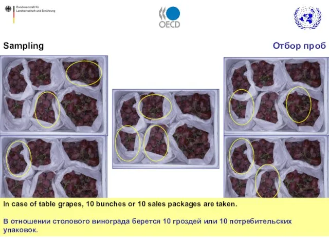 In case of table grapes, 10 bunches or 10 sales packages are