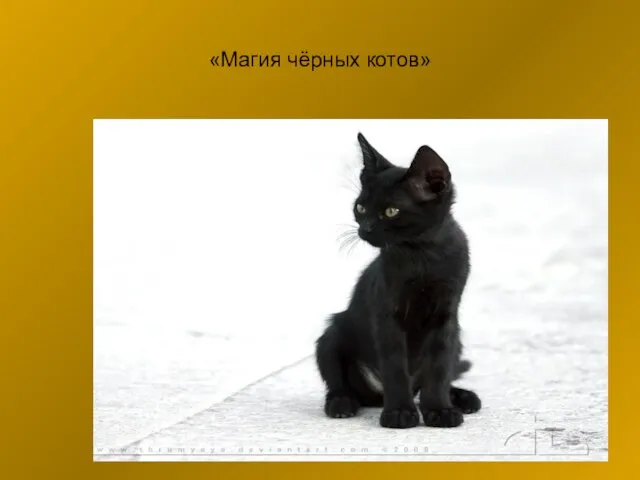 «Магия чёрных котов»
