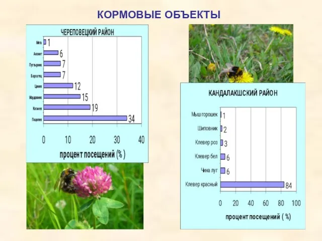 КОРМОВЫЕ ОБЪЕКТЫ