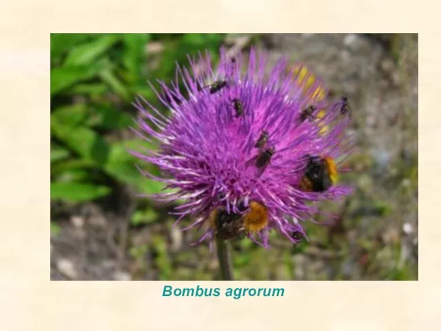 Bombus agrorum