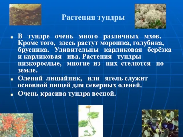 Растения тундры В тундре очень много различных мхов. Кроме того, здесь растут