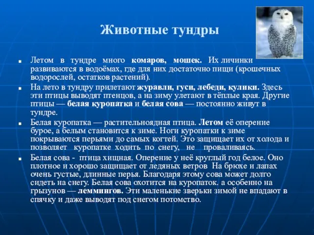 Животные тундры Летом в тундре много комаров, мошек. Их личинки развиваются в