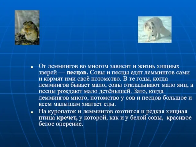 От леммингов во многом зависит и жизнь хищных зверей — песцов. Совы