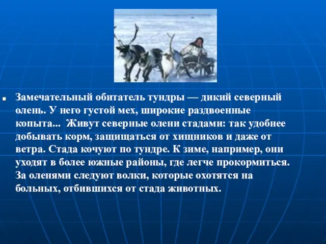 Замечательный обитатель тундры — дикий северный олень. У него густой мех, широкие