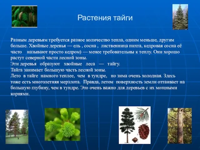Растения тайги Разным деревьям требуется разное количество тепла, одним меньше, другим больше.