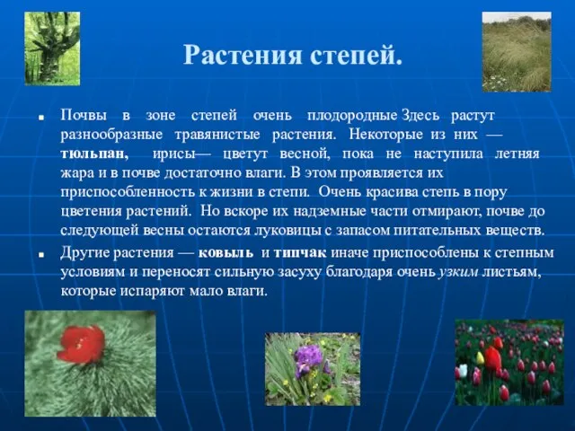 Растения степей. Почвы в зоне степей очень плодородные Здесь растут разнообразные травянистые