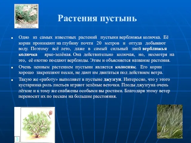 Растения пустынь Одно из самых известных растений пустыни верблюжья колючка. Её корни