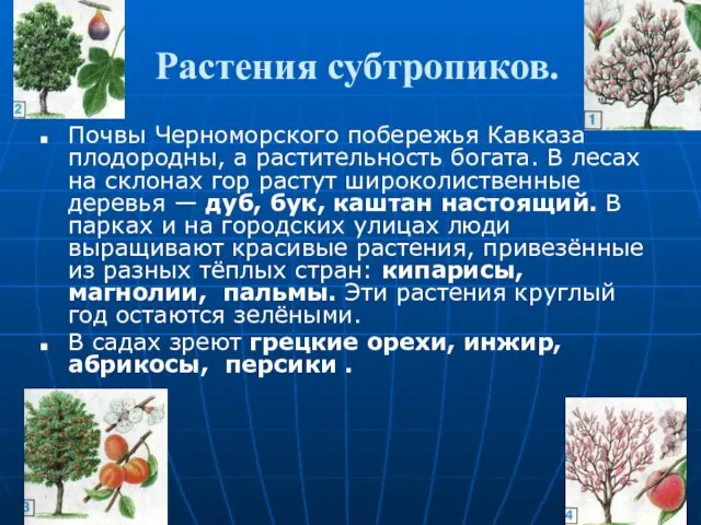 Растения субтропиков. Почвы Черноморского побережья Кавказа плодо­родны, а растительность богата. В лесах