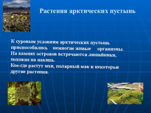 Растения арктических пустынь К суровым условиям арктических пустынь приспособились немногие живые организмы.