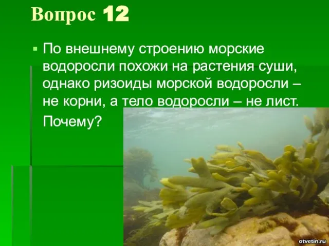 Вопрос 12 По внешнему строению морские водоросли похожи на растения суши, однако