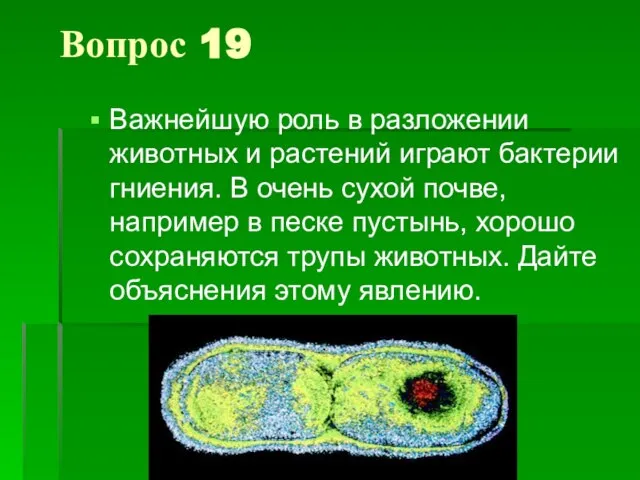 Вопрос 19 Важнейшую роль в разложении животных и растений играют бактерии гниения.