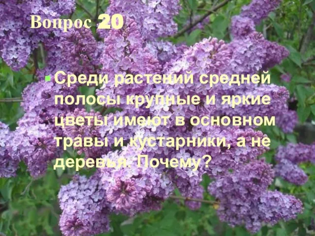 Вопрос 20 Среди растений средней полосы крупные и яркие цветы имеют в