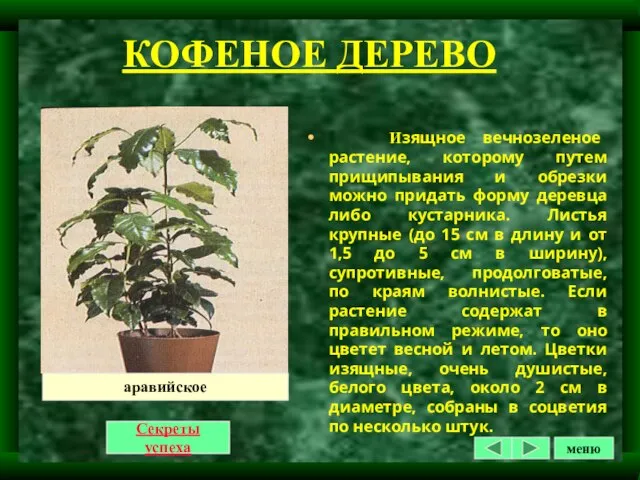 КОФЕНОЕ ДЕРЕВО Изящное вечнозеленое растение, которому путем прищипывания и обрезки можно придать