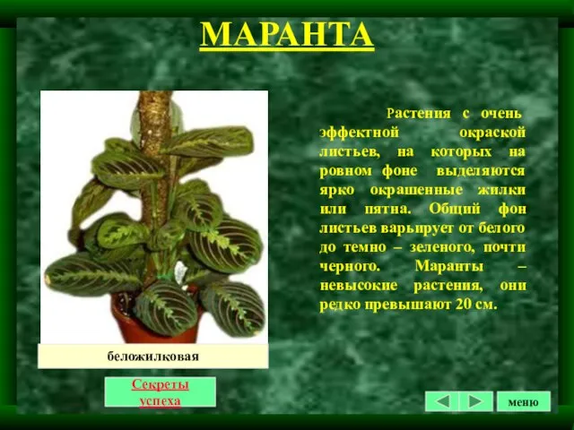 Растения с очень эффектной окраской листьев, на которых на ровном фоне выделяются