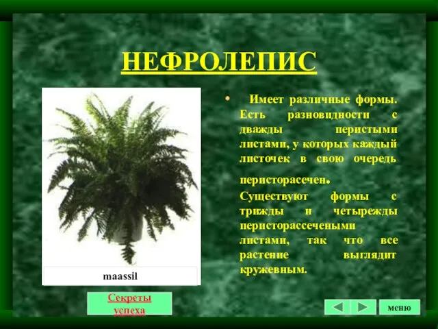 НЕФРОЛЕПИС Секреты успеха Имеет различные формы. Есть разновидности с дважды перистыми листами,