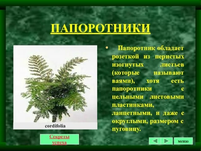 ПАПОРОТНИКИ Секреты успеха Папоротник обладает розеткой из перистых изогнутых листьев(которые называют ваями),