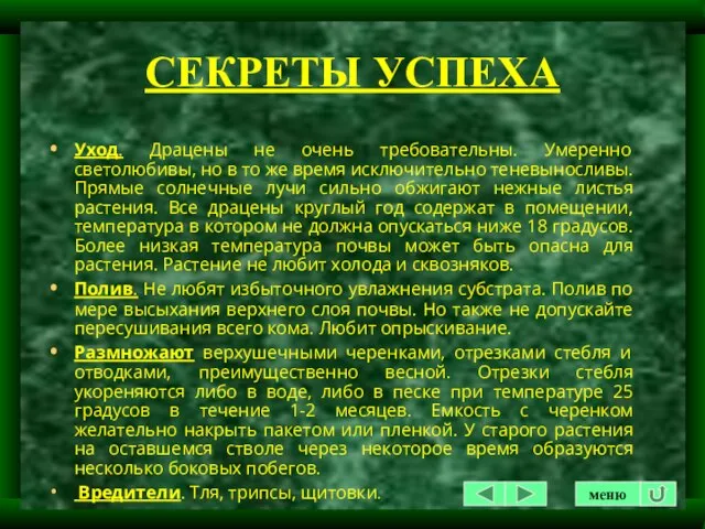 СЕКРЕТЫ УСПЕХА Уход. Драцены не очень требовательны. Умеренно светолюбивы, но в то