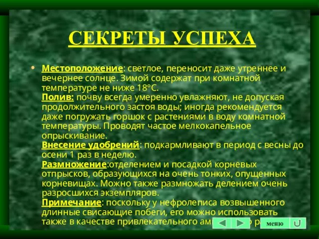 СЕКРЕТЫ УСПЕХА Местоположение: светлое, переносит даже утреннее и вечернее солнце. Зимой содержат