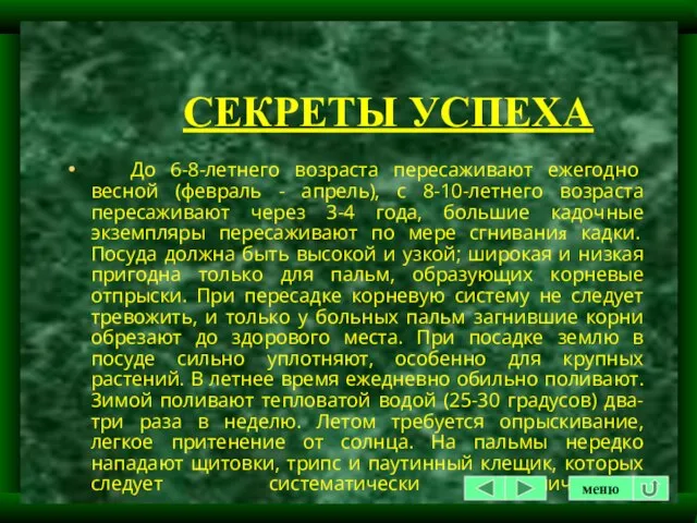 СЕКРЕТЫ УСПЕХА До 6-8-летнего возраста пересаживают ежегодно весной (февраль - апрель), с