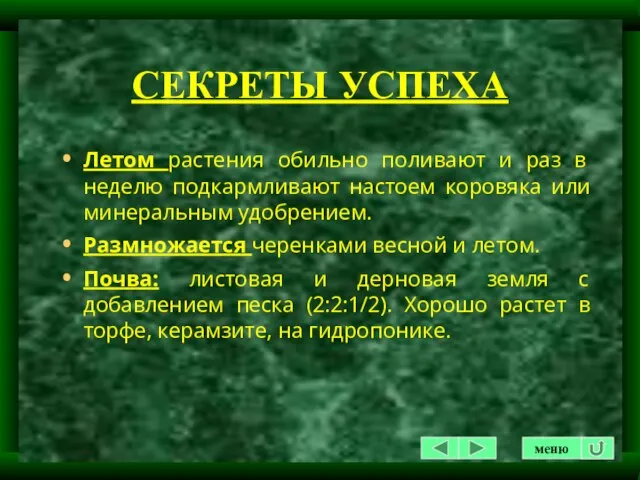 СЕКРЕТЫ УСПЕХА Летом растения обильно поливают и раз в неделю подкармливают настоем