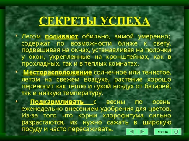 СЕКРЕТЫ УСПЕХА Летом поливают обильно, зимой умеренно; содержат по возможности ближе к