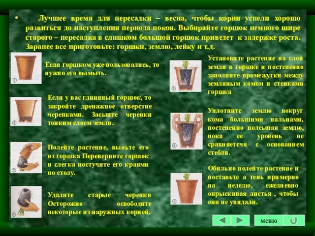 Лучшее время для пересадки – весна, чтобы корни успели хорошо развиться до