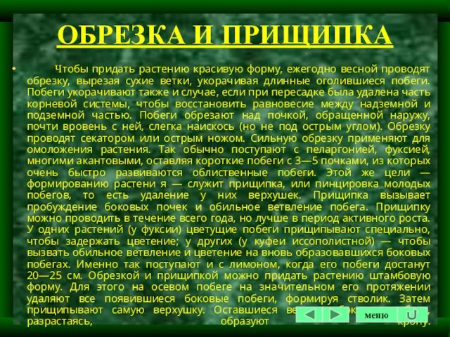 ОБРЕЗКА И ПРИЩИПКА Чтобы придать растению красивую форму, ежегодно весной проводят обрезку,