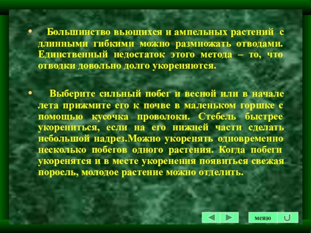 Большинство вьющихся и ампельных растений с длинными гибкими можно размножать отводами. Единственный