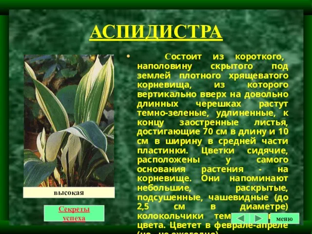 АСПИДИСТРА Состоит из короткого, наполовину скрытого под землей плотного хрящеватого корневища, из