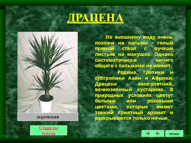 ДРАЦЕНА По внешнему виду очень похожи на пальмы - голый прямой ствол