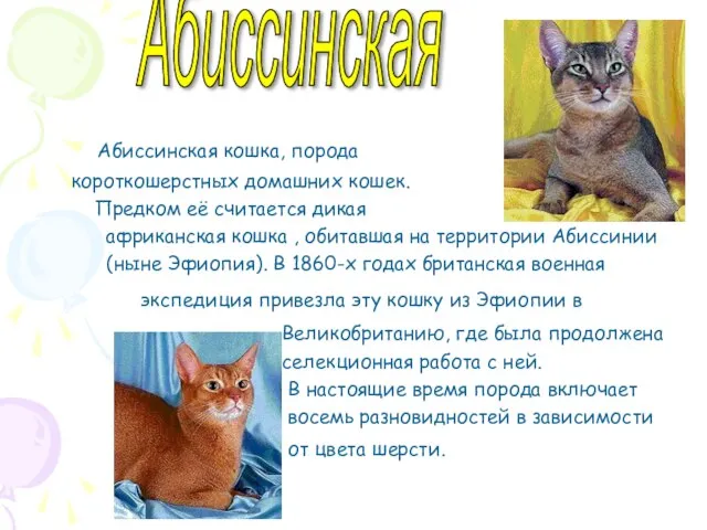Абиссинская Абиссинская кошка, порода короткошерстных домашних кошек. Предком её считается дикая африканская