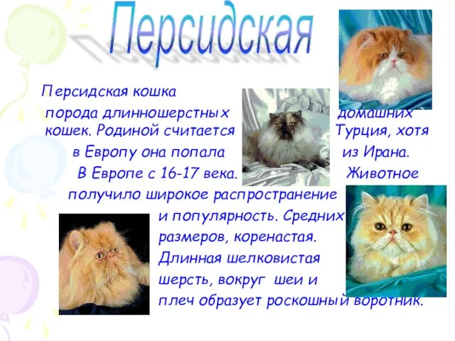 Персидская кошка порода длинношерстных домашних кошек. Родиной считается Турция, хотя в Европу