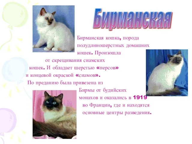 Бирманская кошка, порода полудлиношерстных домашних кошек. Произошла от скрещивания сиамских кошек. И
