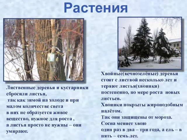 Растения Лиственные деревья и кустарники сбросили листья, так как зимой на холоде