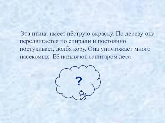 Эта птица имеет пёструю окраску. По дереву она передвигается по спирали и