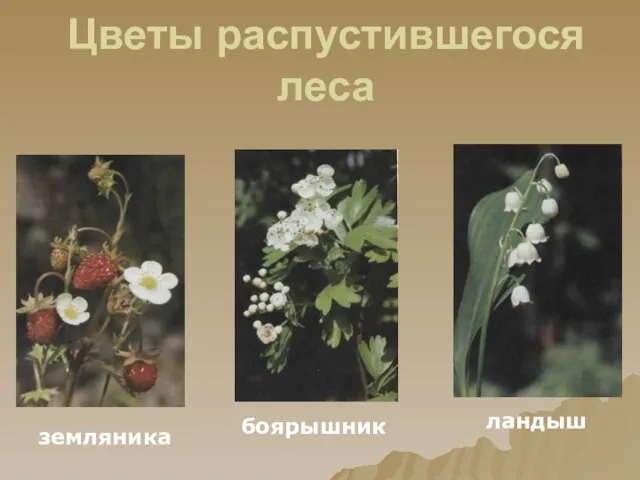 Цветы распустившегося леса земляника боярышник ландыш