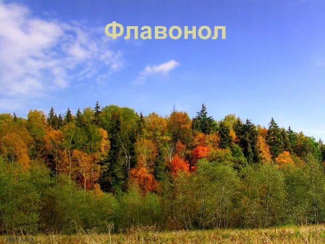 Флавонол